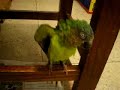 Watch 'El Lorito Bailando ELECTRONICA!'