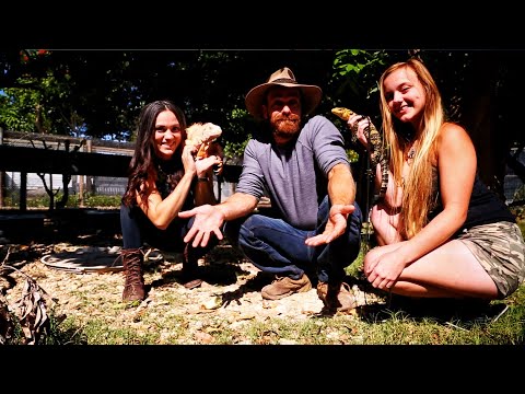 YouTube reptile video