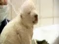 Polar Bear Cub \"Flocke\" (14.1.2008) Polar Bear Cub \"Flocke\" (14.1.2008)