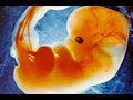Pregnancy: Weeks 1-4 (Month #1)
