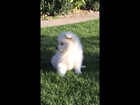 Introducing our gorgeous mini American Eskimo Miss Pink