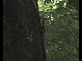 Lizard just chill in the jungle...