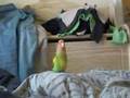 Kiwi Baby Lovebird
