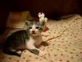 子猫の「ふじ」よちよち歩き。