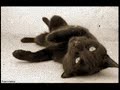 かわいい猫動画
