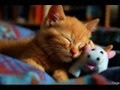 cute cats, funny cats or both or none? ^^ cute cats, funny cats or both or none? ^^