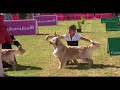 Ria Vela Dogs in Lisboa International Show. Ria Vela Dogs in Lisboa International Show.
