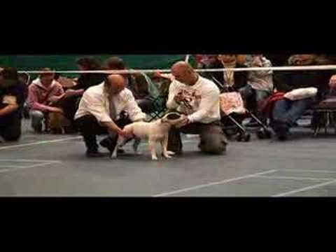 bull terrier