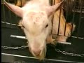 This Is Vivisection....