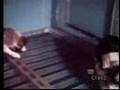 This Is Vivisection....