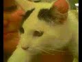 A-OFR Mickey Adopted 10-08-2009