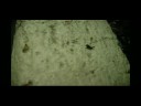 ANT WARS
