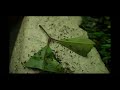 Triple Invasion Ant Wars Rare! ! Leafcutter vs Black vs Fire Ants Triple Invasion Ant Wars Rare! ! Leafcutter vs Black vs Fire Ants