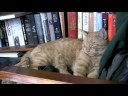 Cat Nap Cat Nap