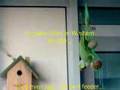 Re: Indian Ringneck Talking