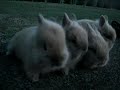 Joy's Litter ~ 5 Weeks Old ~ Baby Lionhead Bunnies