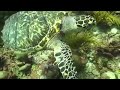 how-cool-is-it-to-be-a-turtle-in-bonaire.html