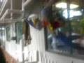 The cute animals at HHI's Salty Dog Cafe store