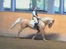 Win The Gold - Stallion Test Basic Gaits