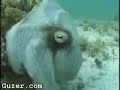 Octopus Camo (cool!) Octopus Camo (cool!)