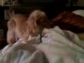 videos de Nika