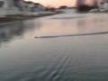 Pro Boat Mini-C Brushless