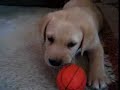 leo-1-12-months-old-yellow-lab-puppy-.html