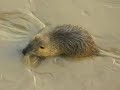 Nutria Ragondin Biberratte im Schlam