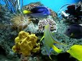 My 125 gls  Fish on Wall