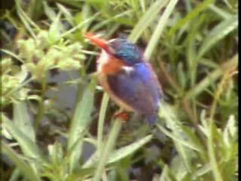 Malachite Kingfisher