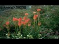 John Ashcroft   I Don't Have A Mar. .mov