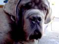videos de Aquiles Mastin Napolitano arrugado