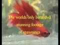 bettas , betta splendens, siamese fighting fish dvd