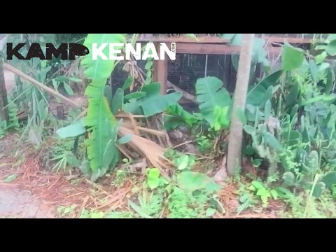YouTube reptile video
