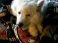 My Fat Yet Cute Dog Nova My Fat Yet Cute Dog Nova
