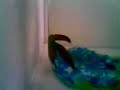peixe betta acasalando-filhotes