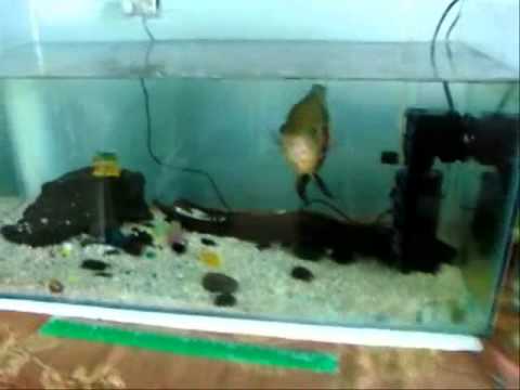 how to grow oscar faster
