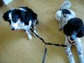 Guido and Jojo learn to IGNORE Zeppo!