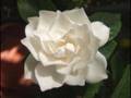 PERFUME DE GARDENIAS