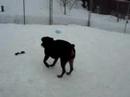 Marquette County Humane Society - Abby the Rotti (2)