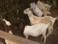 CLUNY EXPORTS MALAYSIAN GOAT EXPORTS CLUNY EXPORTS MALAYSIAN GOAT EXPORTS