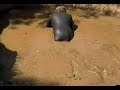 Rubber wetsuit in mud pit
