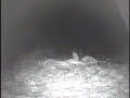 Great Horned Owl feeding on a deer carcass Great Horned Owl feeding on a deer carcass
