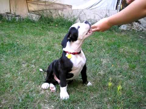 how to train an american bulldog
