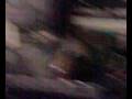 videos de Nello live in Mammamia.mp4