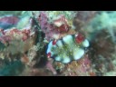 Nudibranch?????