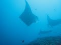 Mantas Dancing In Maldives