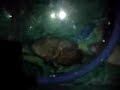 oscar and cichlids
