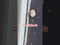 【危険】窓枠にアシナガバチの巣発見！？ #蜂駆除 #ハチ駆除 #アシナガバチ #アシナガバチ巣 #蜂 #shorts