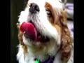 Can a Dog be any Happier?